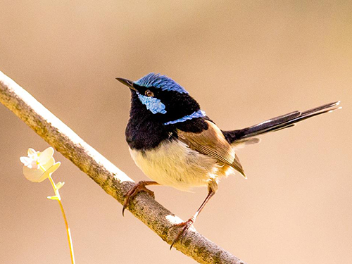 Blue Fairy WrenPhotography by David Woolcock